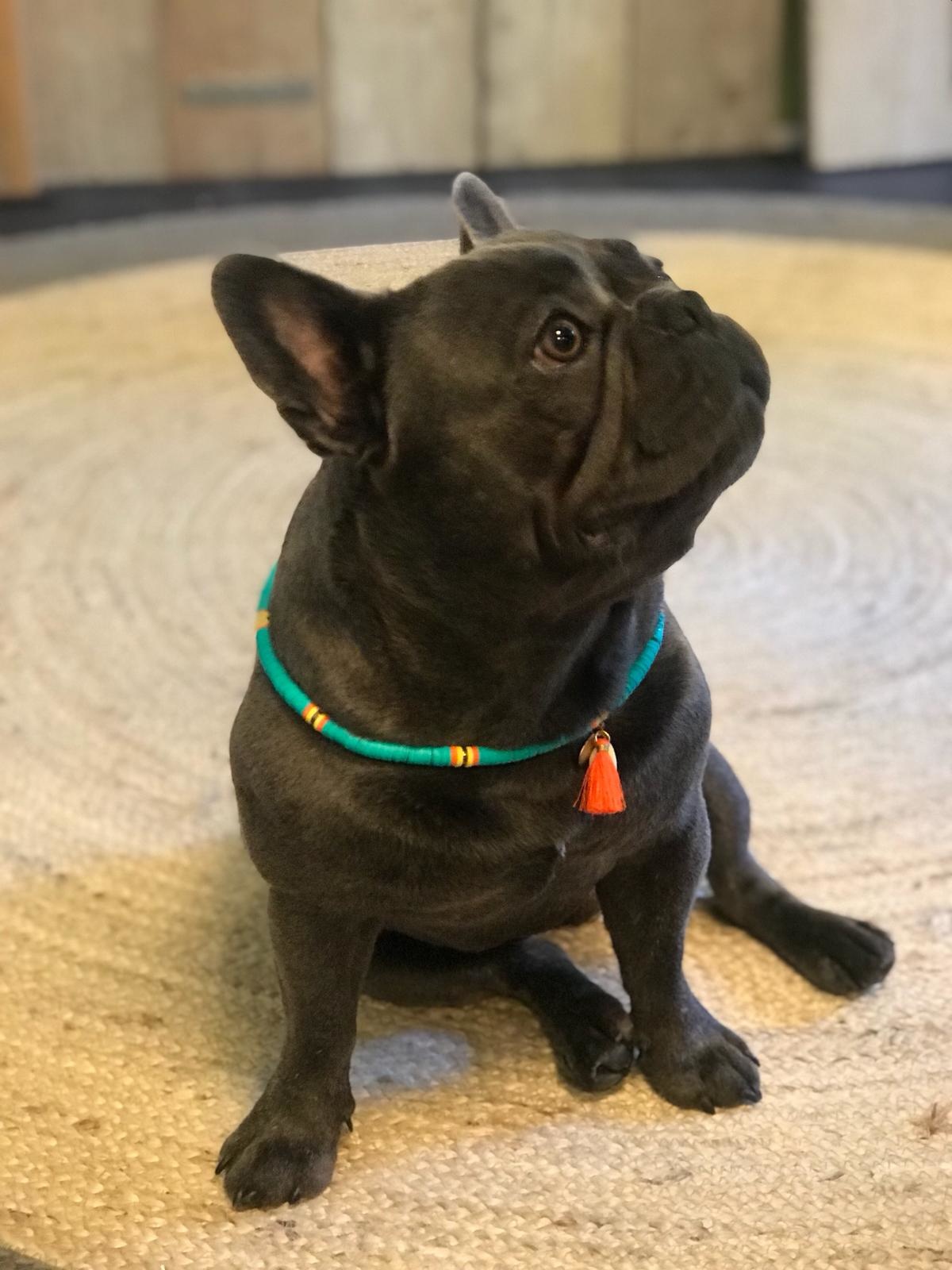 DOG NECKLACE COCO BEACH
