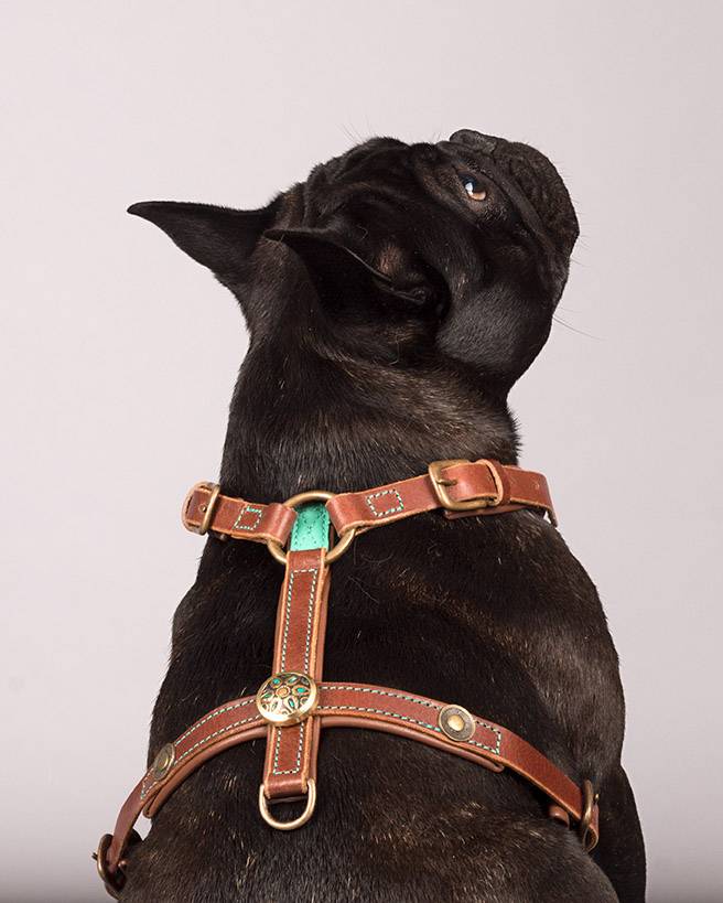 Hundegeschirr ROCK