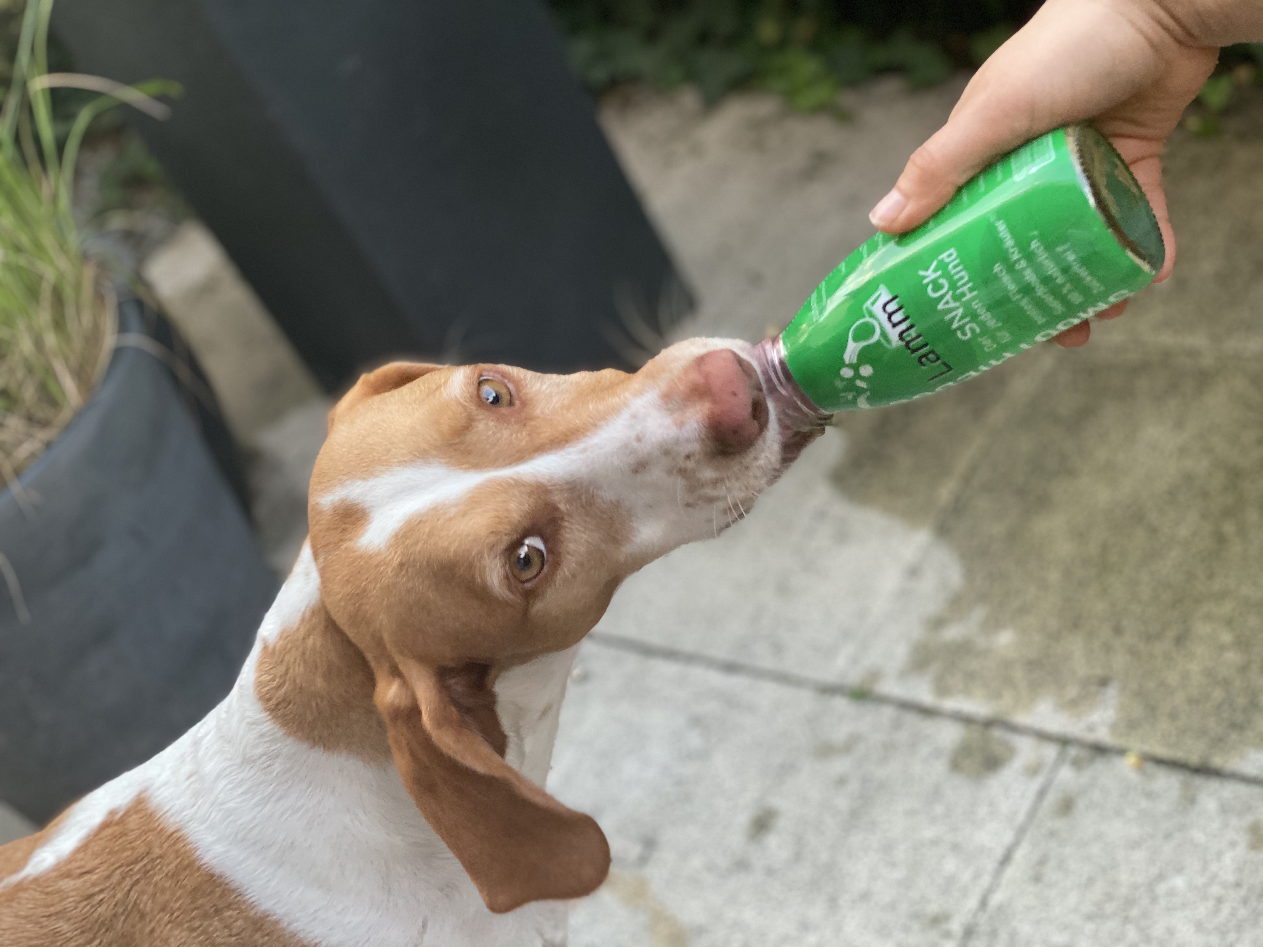 Smoothie LAMM