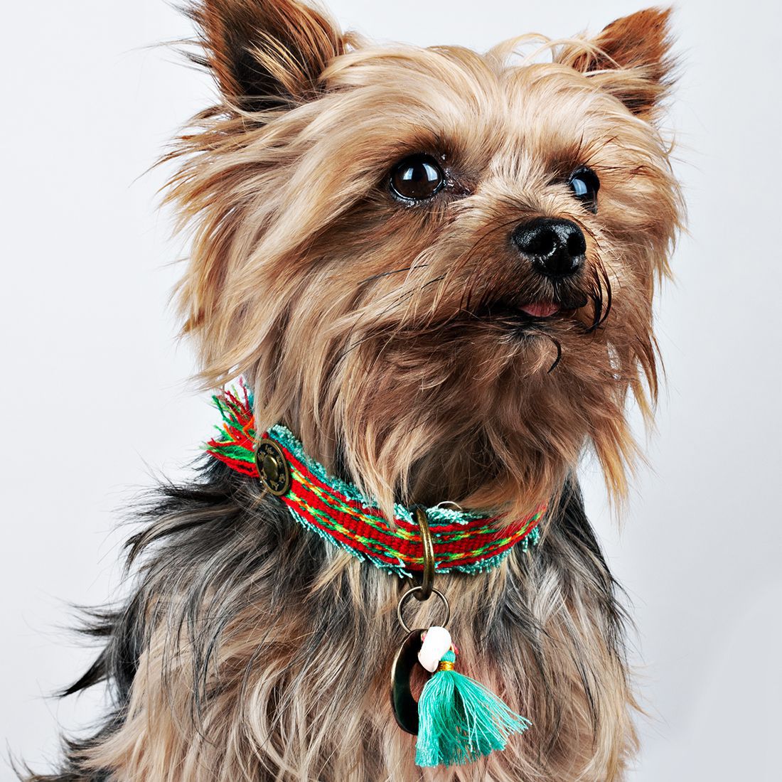 Hundehalsband RUBY Gr.XXS - 2cm