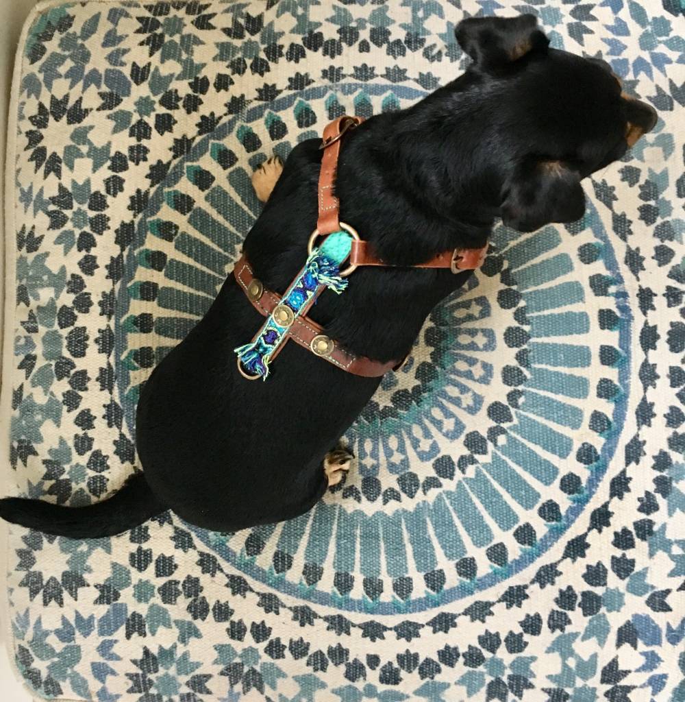 Hundegeschirr JUAN